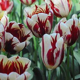Tulip Carnaval de Nice