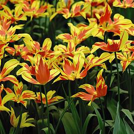 Tulip Fire Wings