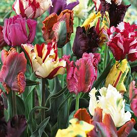 Tulip Parrot Mixed