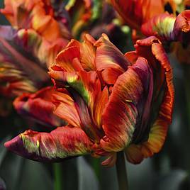 Tulip Rasta Parrot