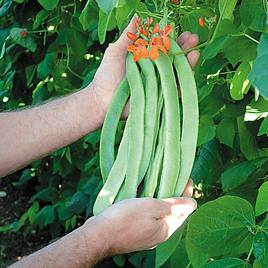 Runner Bean Seeds - Enorma