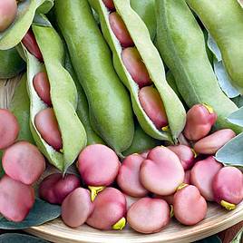 Broad Bean Karmazyn Seeds