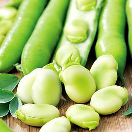 Broad Bean Seeds -  Aquadulce Claudia