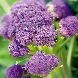 Broccoli Seeds - Purple Sprouting Triple Pack 3