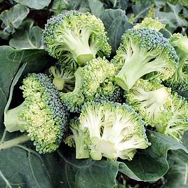 Broccoli Seeds - Stromboli F1