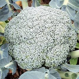 Broccoli Plants - F1 Stromboli