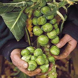 Brussels Sprout Seeds - Brigitte F1