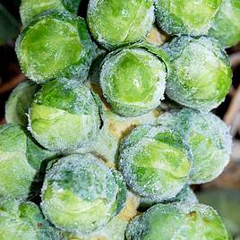 Brussels Sprout seeds - Brodie F1