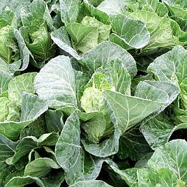 Cabbage Pointed - Winter Jewel