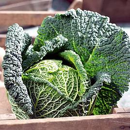 Cabbage (Savoy) Seeds - Preludium F1