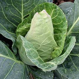 Cabbage Seeds - Dutchman F1
