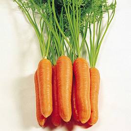 Carrot Seeds - Eskimo F1