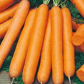 Carrot Seeds - Maestro F1