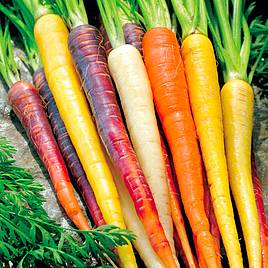 Carrot Seeds - Rainbow