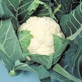 Cauliflower Seeds - Candid Charm F1