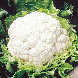 Cauliflower Seeds - Aalsmeer