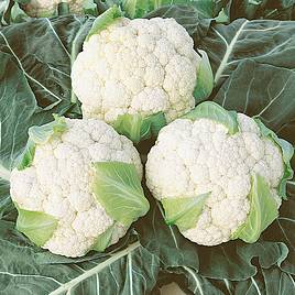 Cauliflower Seeds - Boris F1