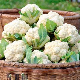 Cauliflower Late Summer Collection