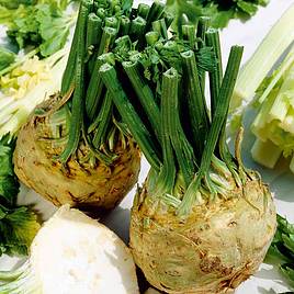 Celeriac Seeds - Brilliant