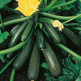 Courgette Seeds - Ambassador F1 -