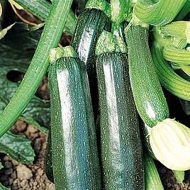Courgette Seeds - Sure Thing Hybrid F1
