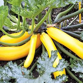Zucchini BUSHY Seeds vegetable marrow squash organic seeds Ukraine 3 gr SMS0017 