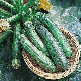 Courgette Seeds - Zucchini F1