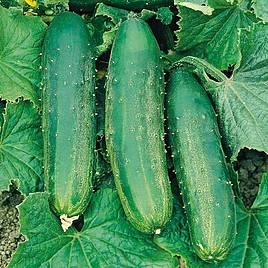 Cucumber Seeds - Burpees Bush Champion F1