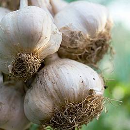 Garlic Lovers Collection (Spring Planting)