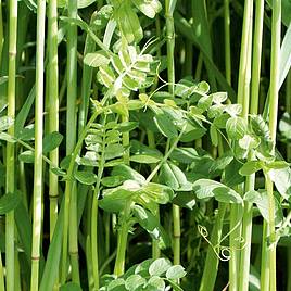 Green Manure Seeds - Winter Mix