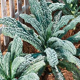 Kale Seeds - Mixed