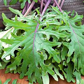 Kale Seeds - Red Russian