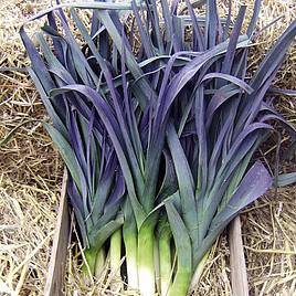 Leek Seeds - Northern Lights