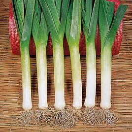 Leek (Organic) Seeds - Bandit