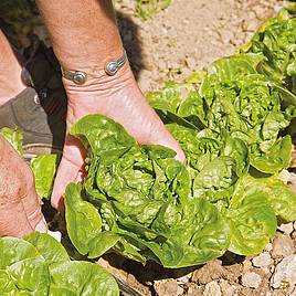 Lettuce Seeds - Vailan-Winter Gem