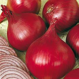 Onion Red Baron (Spring Planting)