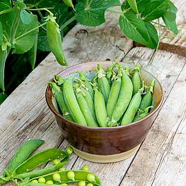 Pea Seeds - Kelvedon Wonder