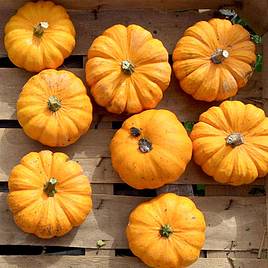 Pumpkin (Organic) Seeds - Jack Be Little