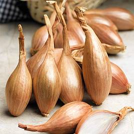 Shallot Jermor (Autumn Planting)