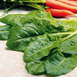 Leaf Beet (Organic) Seeds - Perpetual Spinach