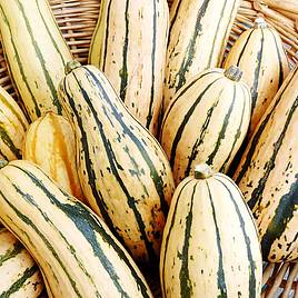 Squash Seeds - Honeyboat