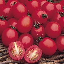 Tomato Seeds - Apero F1 (Indeterminate)