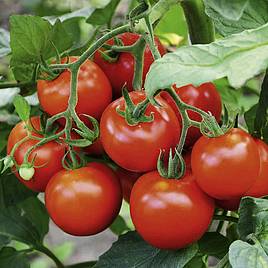 Tomato Seeds - Fantasio F1 (Indeterminate)