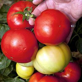 Tomato Seeds - Big League F1 (Determinate)