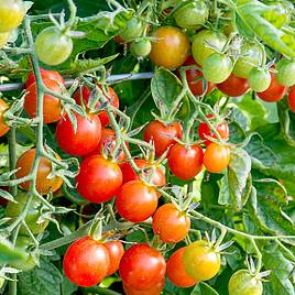 Tomato (Organic) Seeds - Koralik (Determinate)