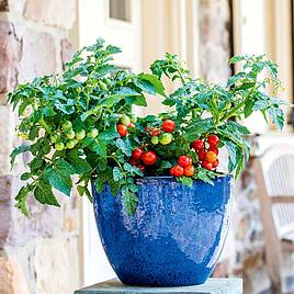 Tomato Seeds - Veranda Red F1 (Determinate)