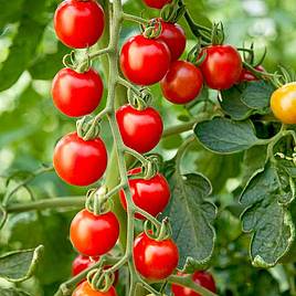 Tomato Seeds - Crimson Cherry F1 (Indeterminate)