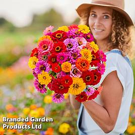 Zinnia Dahlia Flowered Mixed - Seeds