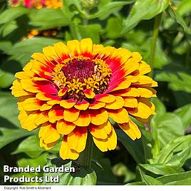 Zinnia Macarenia - Seeds