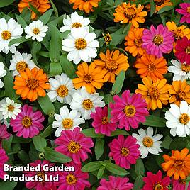 Zinnia Profusion Mixed